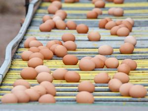 picture of poultry eggs to show high egg production